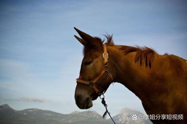 梦到训马是什么意思_梦见驯服烈马预示什么