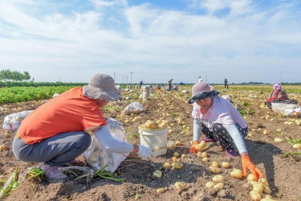 梦到收土豆是什么意思_梦见收土豆预示什么