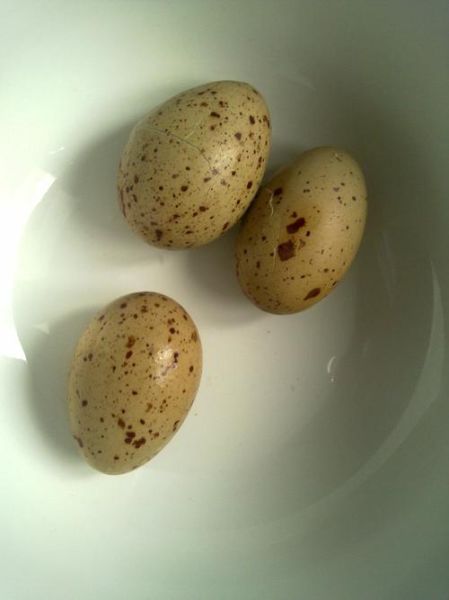 梦到鹌鹑蛋是什么意思_孕妇梦见鹌鹑蛋生男生女