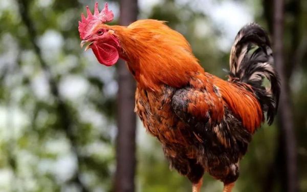 梦到小鸡是什么意思_梦见小鸡有什么预兆